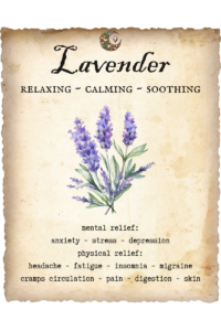 Lavender