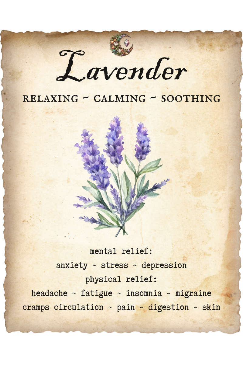 Lavender